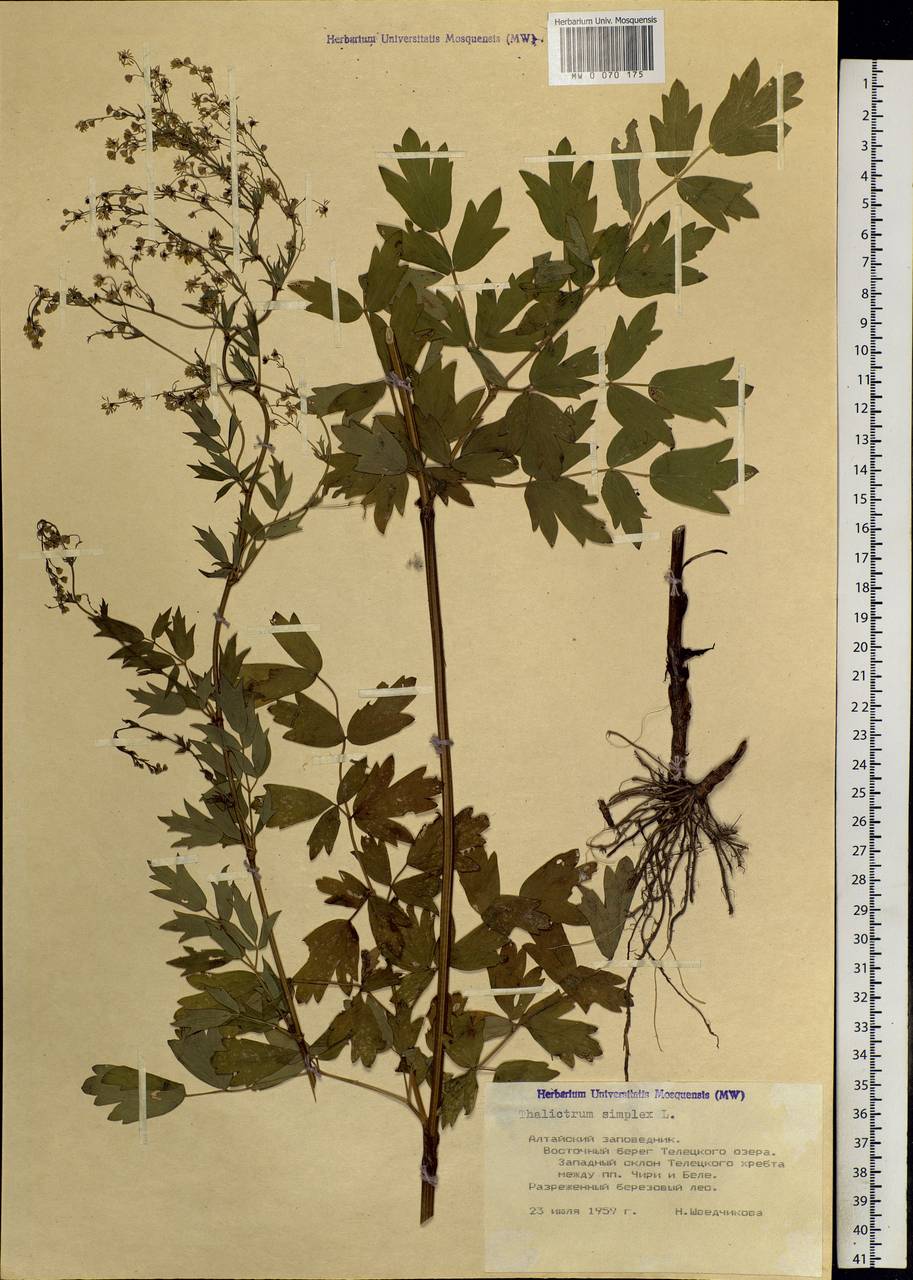 Thalictrum simplex L., Siberia, Altai & Sayany Mountains (S2) (Russia)