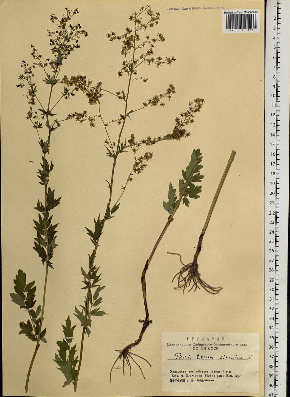 Thalictrum simplex L., Siberia, Altai & Sayany Mountains (S2) (Russia)