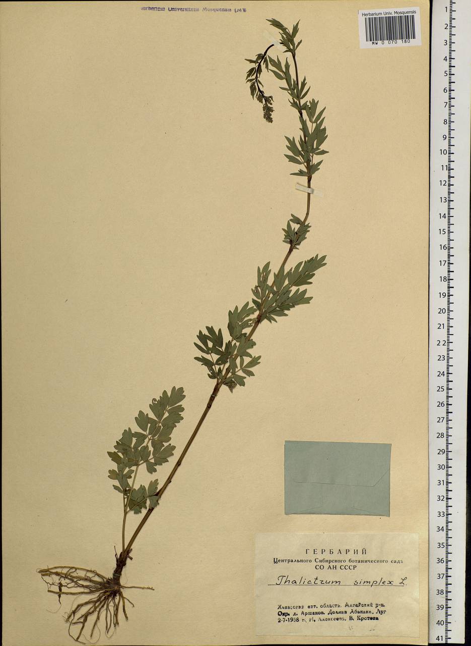 Thalictrum simplex L., Siberia, Altai & Sayany Mountains (S2) (Russia)