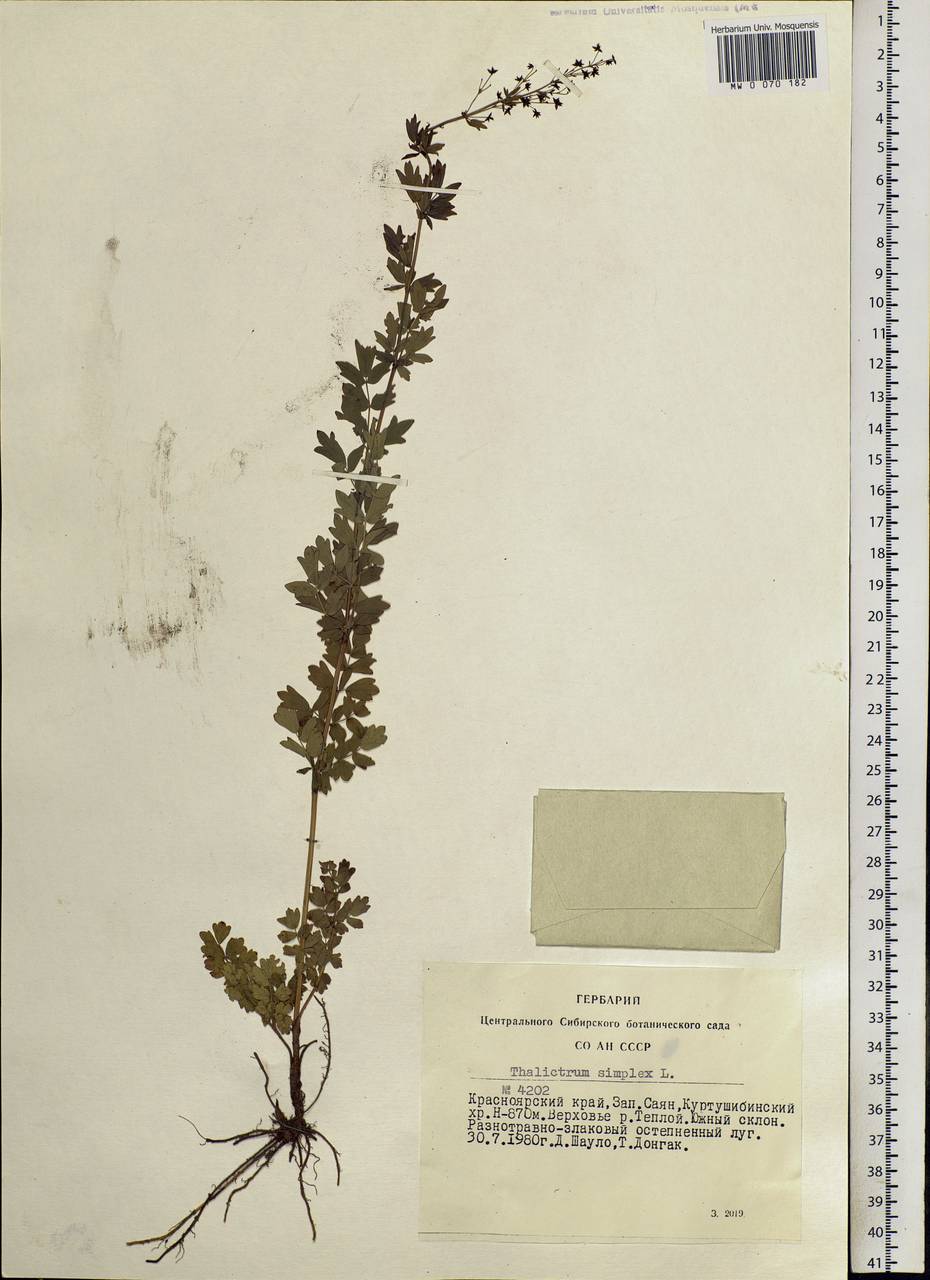 Thalictrum simplex L., Siberia, Altai & Sayany Mountains (S2) (Russia)