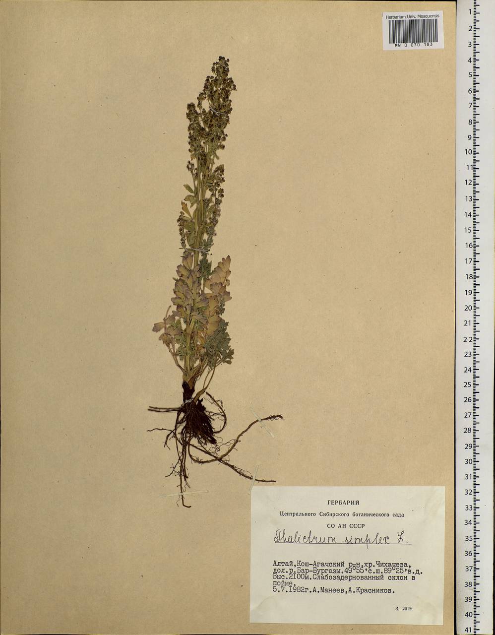 Thalictrum simplex L., Siberia, Altai & Sayany Mountains (S2) (Russia)