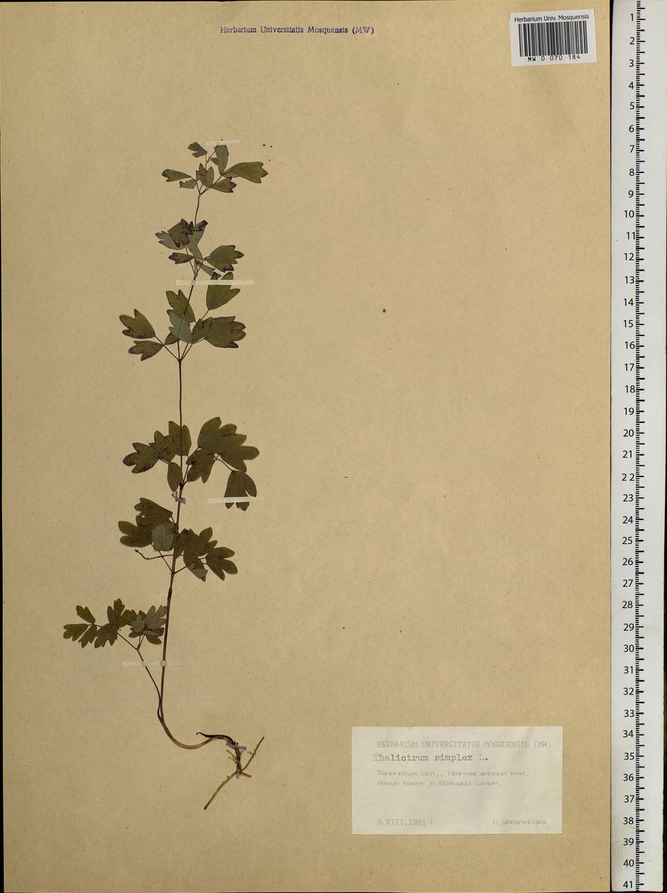 Thalictrum simplex L., Siberia, Western Siberia (S1) (Russia)