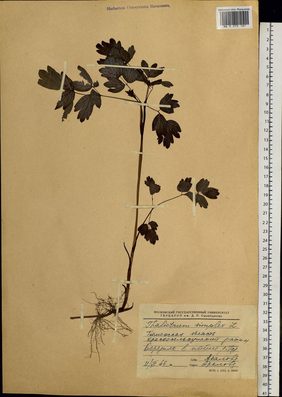 Thalictrum simplex L., Siberia, Western Siberia (S1) (Russia)