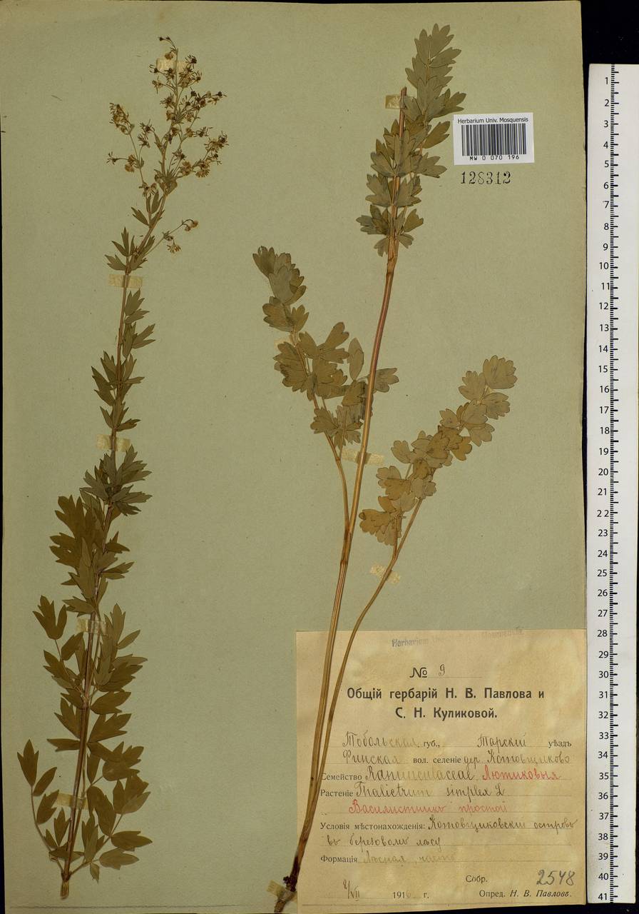 Thalictrum simplex L., Siberia, Western Siberia (S1) (Russia)