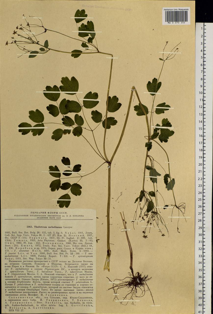 Thalictrum sachalinense Lecoy., Siberia, Russian Far East (S6) (Russia)