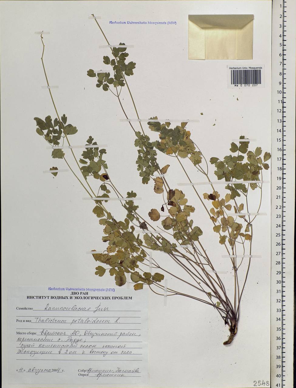 Thalictrum petaloideum L., Siberia, Russian Far East (S6) (Russia)