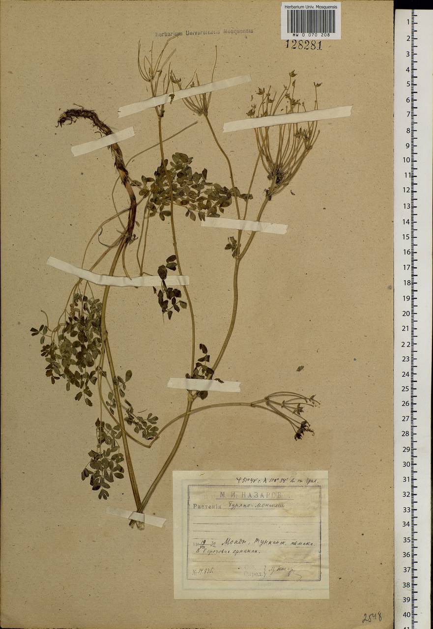 Thalictrum petaloideum L., Siberia, Baikal & Transbaikal region (S4) (Russia)