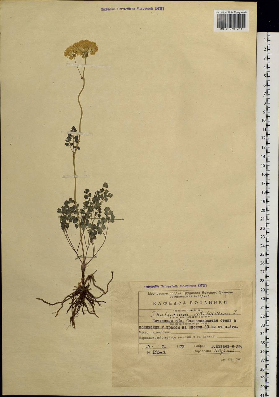 Thalictrum petaloideum L., Siberia, Baikal & Transbaikal region (S4) (Russia)