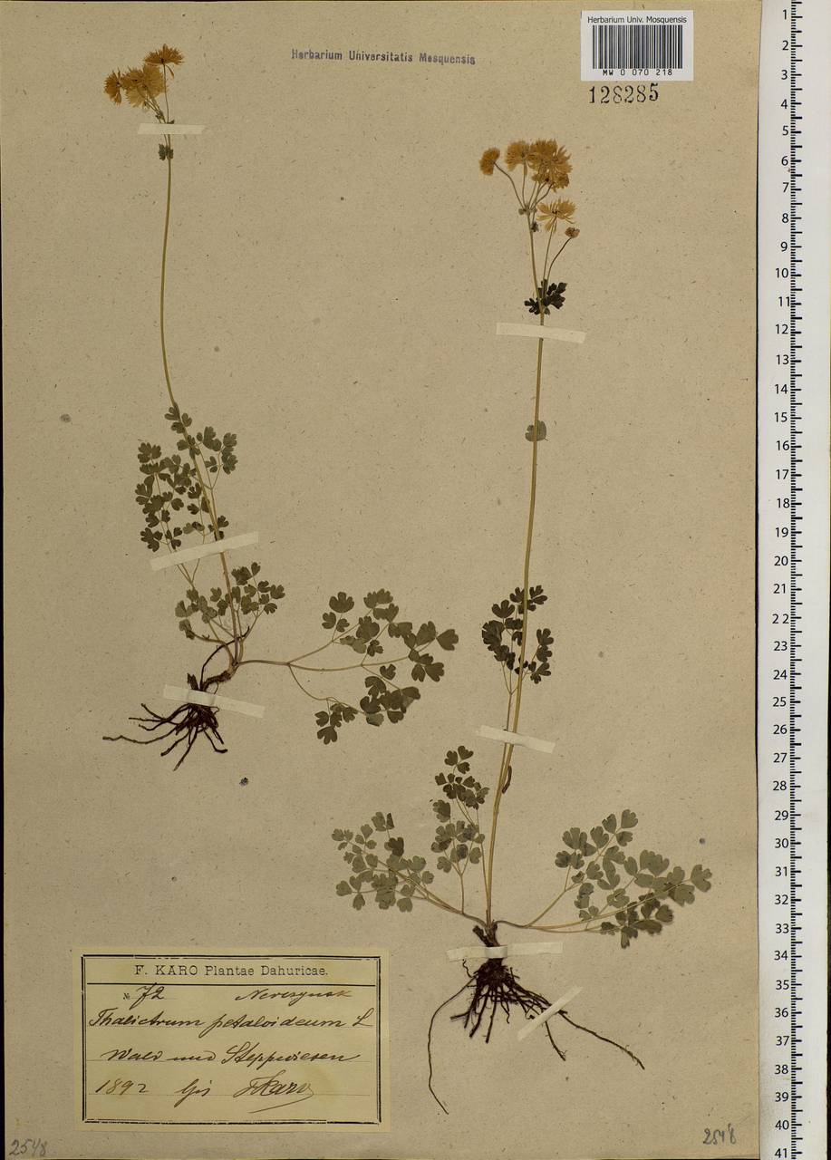 Thalictrum petaloideum L., Siberia, Baikal & Transbaikal region (S4) (Russia)