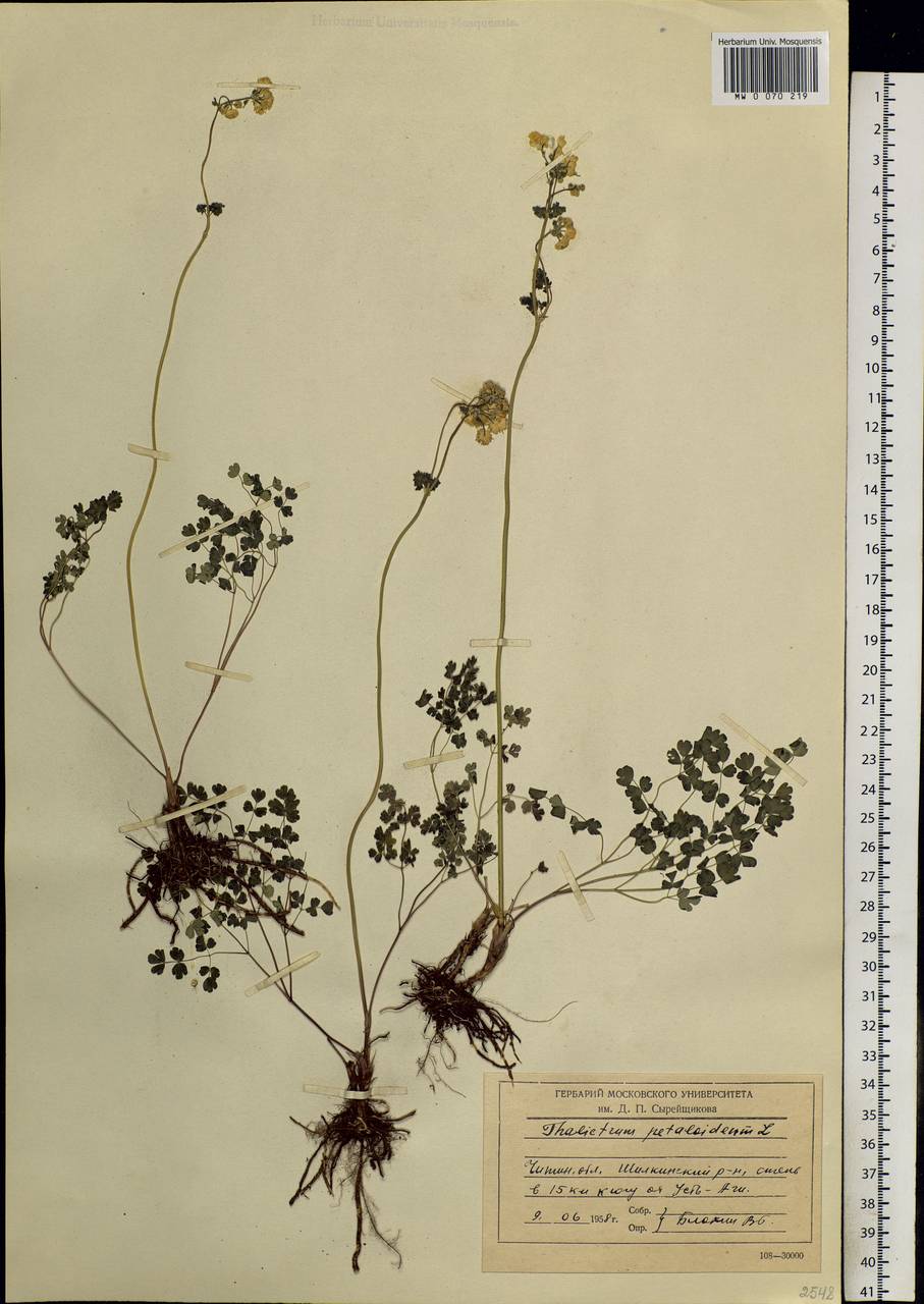 Thalictrum petaloideum L., Siberia, Baikal & Transbaikal region (S4) (Russia)