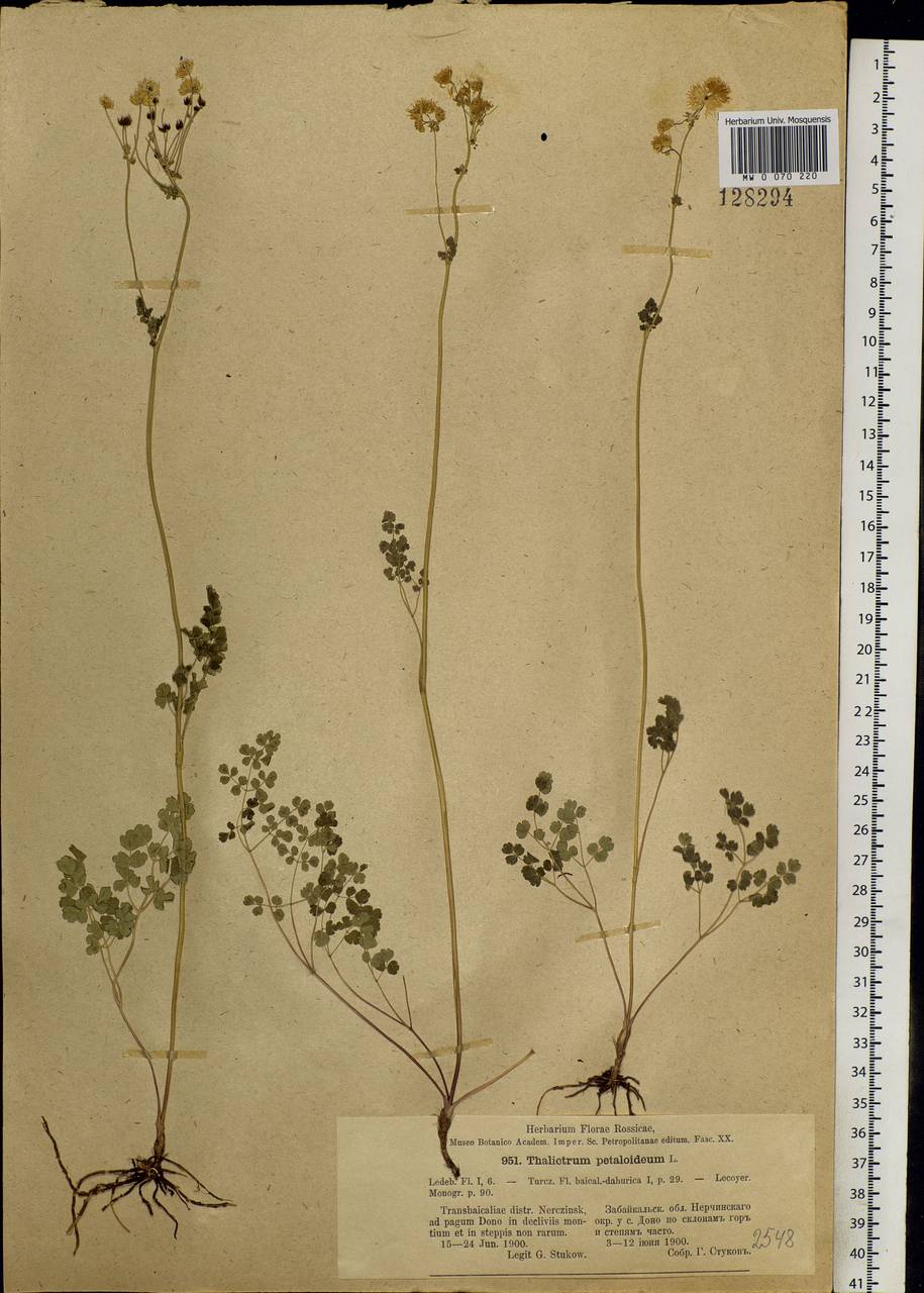 Thalictrum petaloideum L., Siberia, Baikal & Transbaikal region (S4) (Russia)