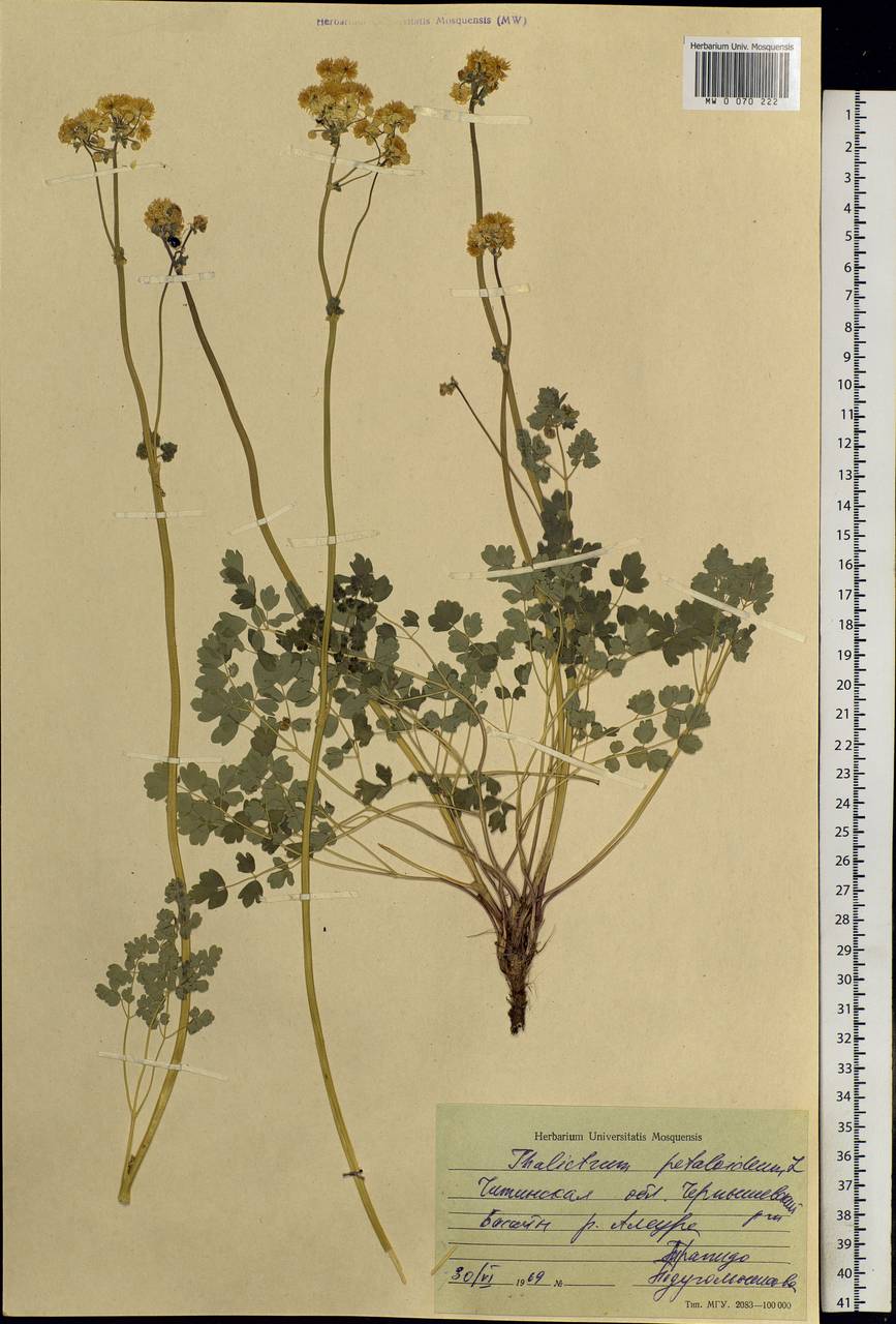 Thalictrum petaloideum L., Siberia, Baikal & Transbaikal region (S4) (Russia)