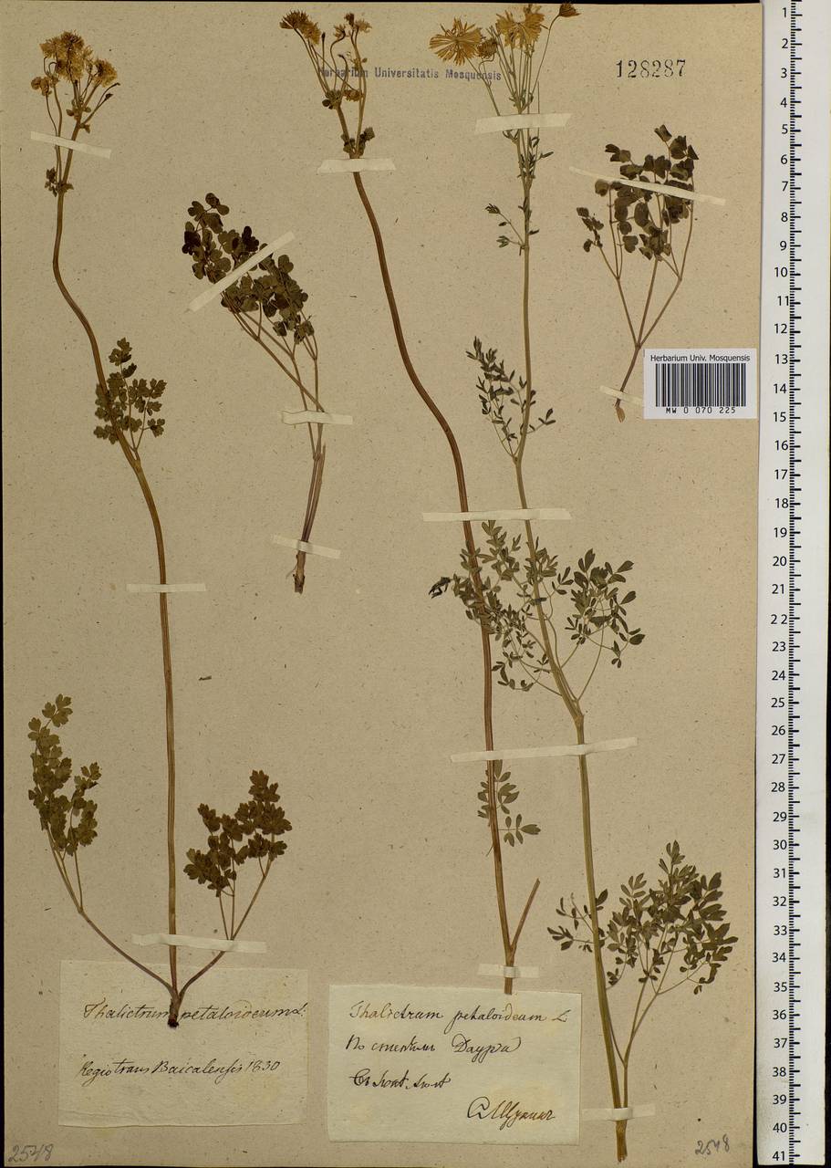 Thalictrum petaloideum L., Siberia, Baikal & Transbaikal region (S4) (Russia)