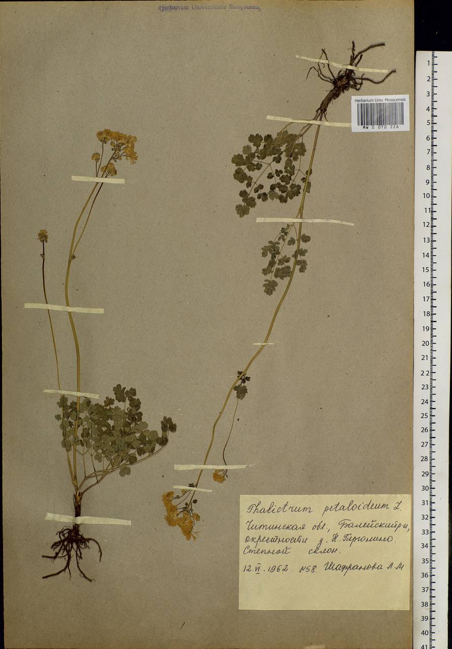 Thalictrum petaloideum L., Siberia, Baikal & Transbaikal region (S4) (Russia)