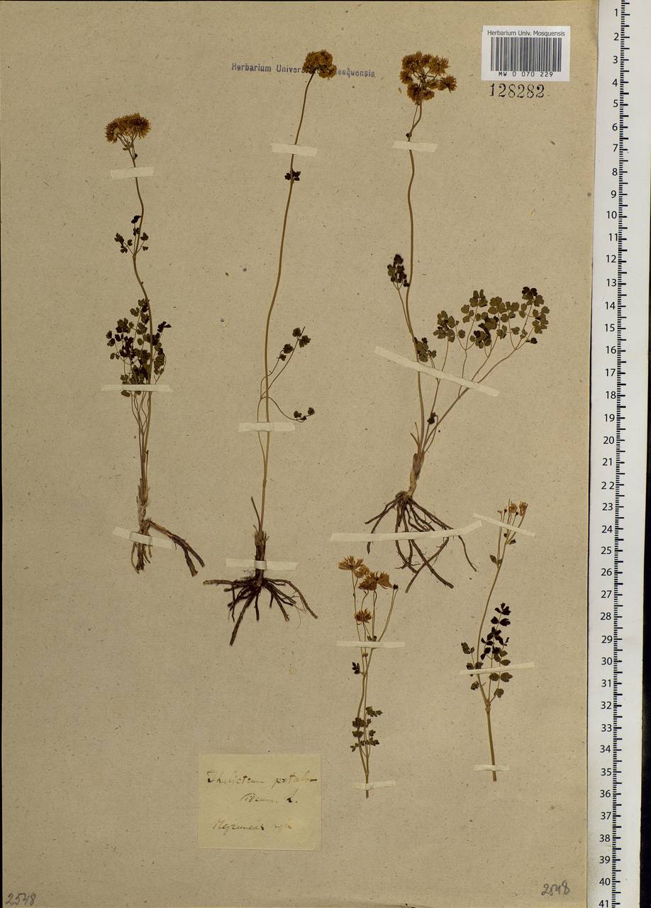 Thalictrum petaloideum L., Siberia, Baikal & Transbaikal region (S4) (Russia)