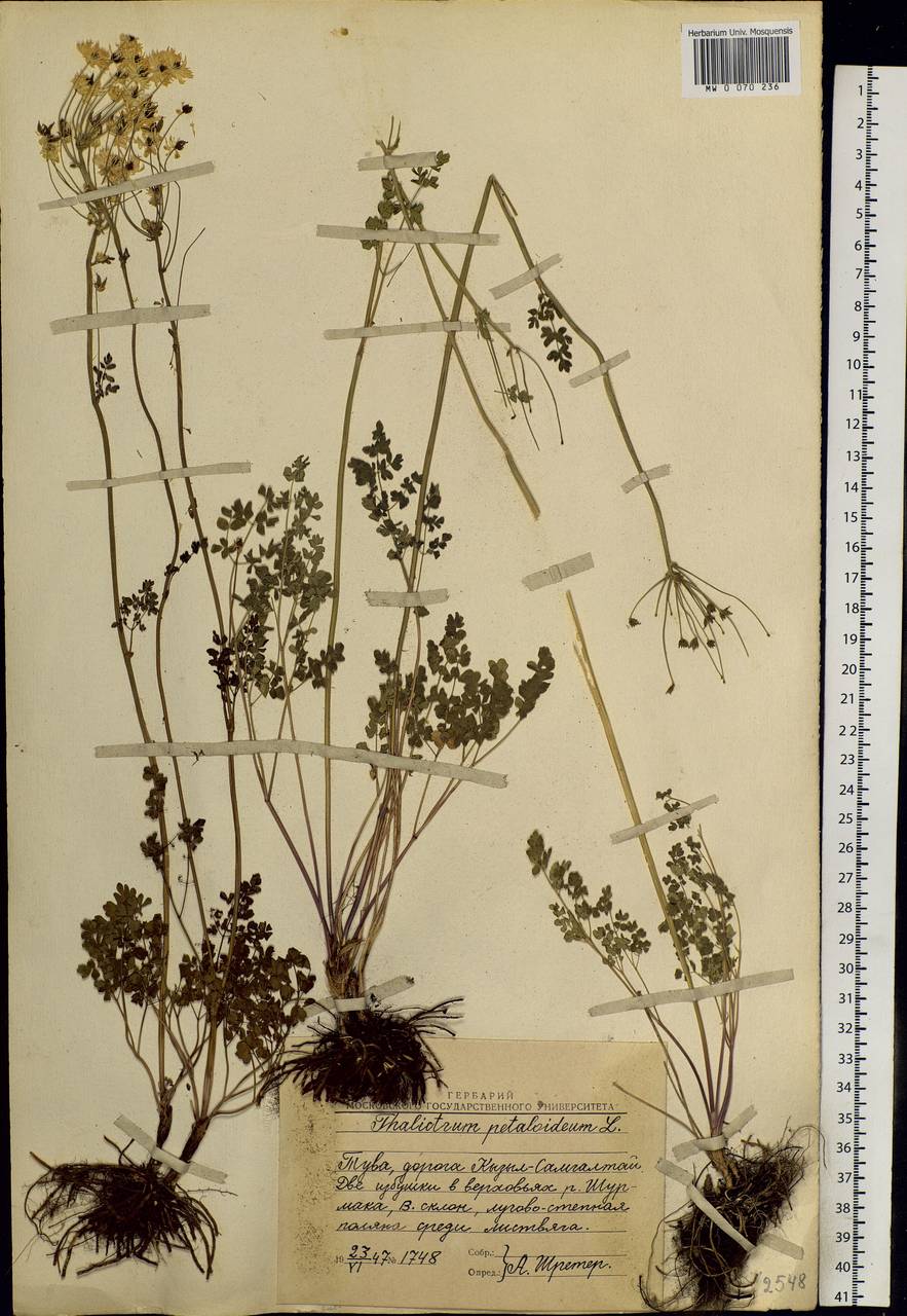 Thalictrum petaloideum L., Siberia, Altai & Sayany Mountains (S2) (Russia)