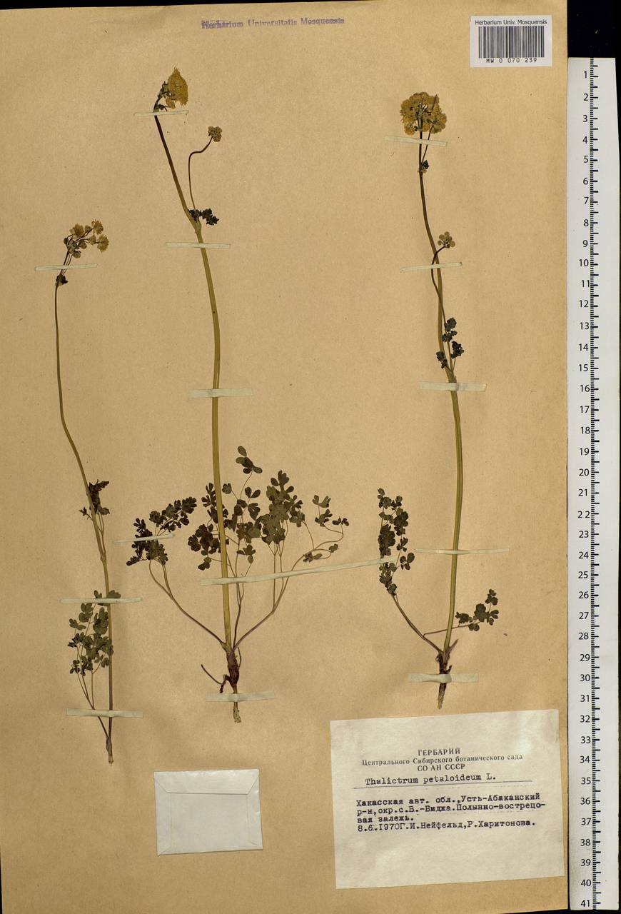 Thalictrum petaloideum L., Siberia, Altai & Sayany Mountains (S2) (Russia)