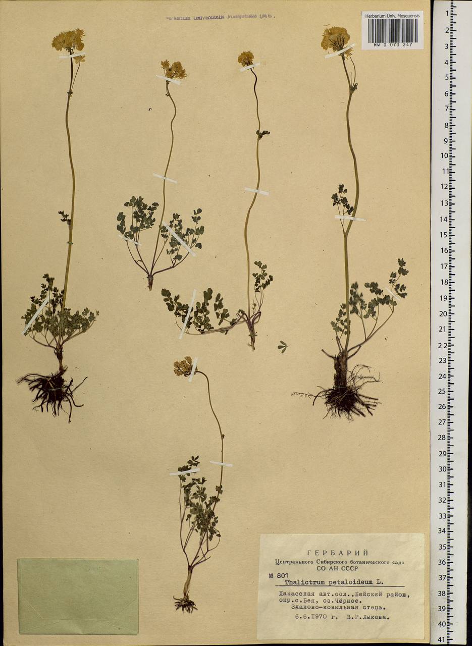 Thalictrum petaloideum L., Siberia, Altai & Sayany Mountains (S2) (Russia)