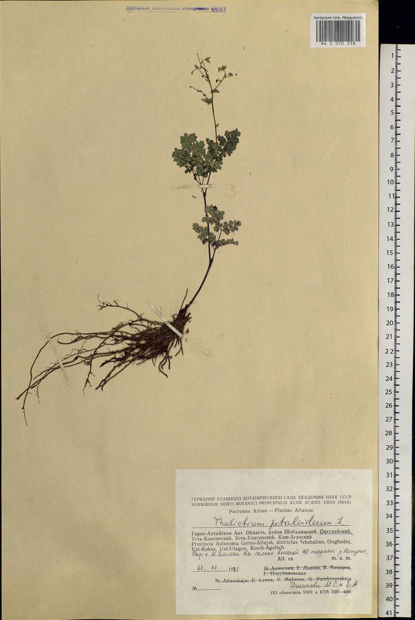 Thalictrum petaloideum L., Siberia, Altai & Sayany Mountains (S2) (Russia)