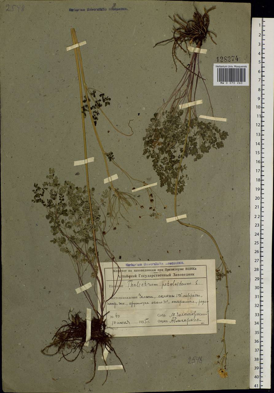 Thalictrum petaloideum L., Siberia, Altai & Sayany Mountains (S2) (Russia)