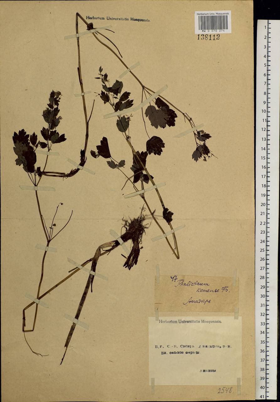 Thalictrum minus L., Siberia, Chukotka & Kamchatka (S7) (Russia)