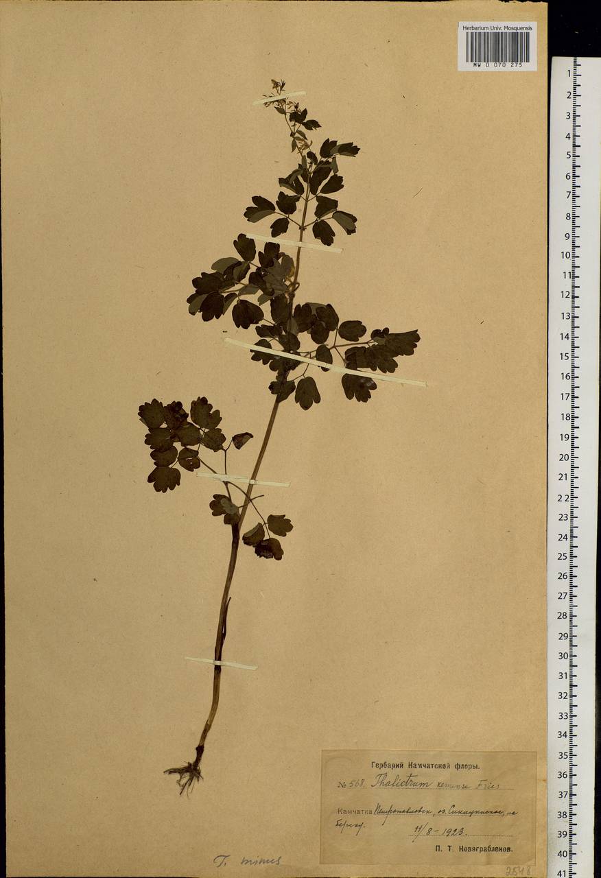 Thalictrum minus L., Siberia, Chukotka & Kamchatka (S7) (Russia)