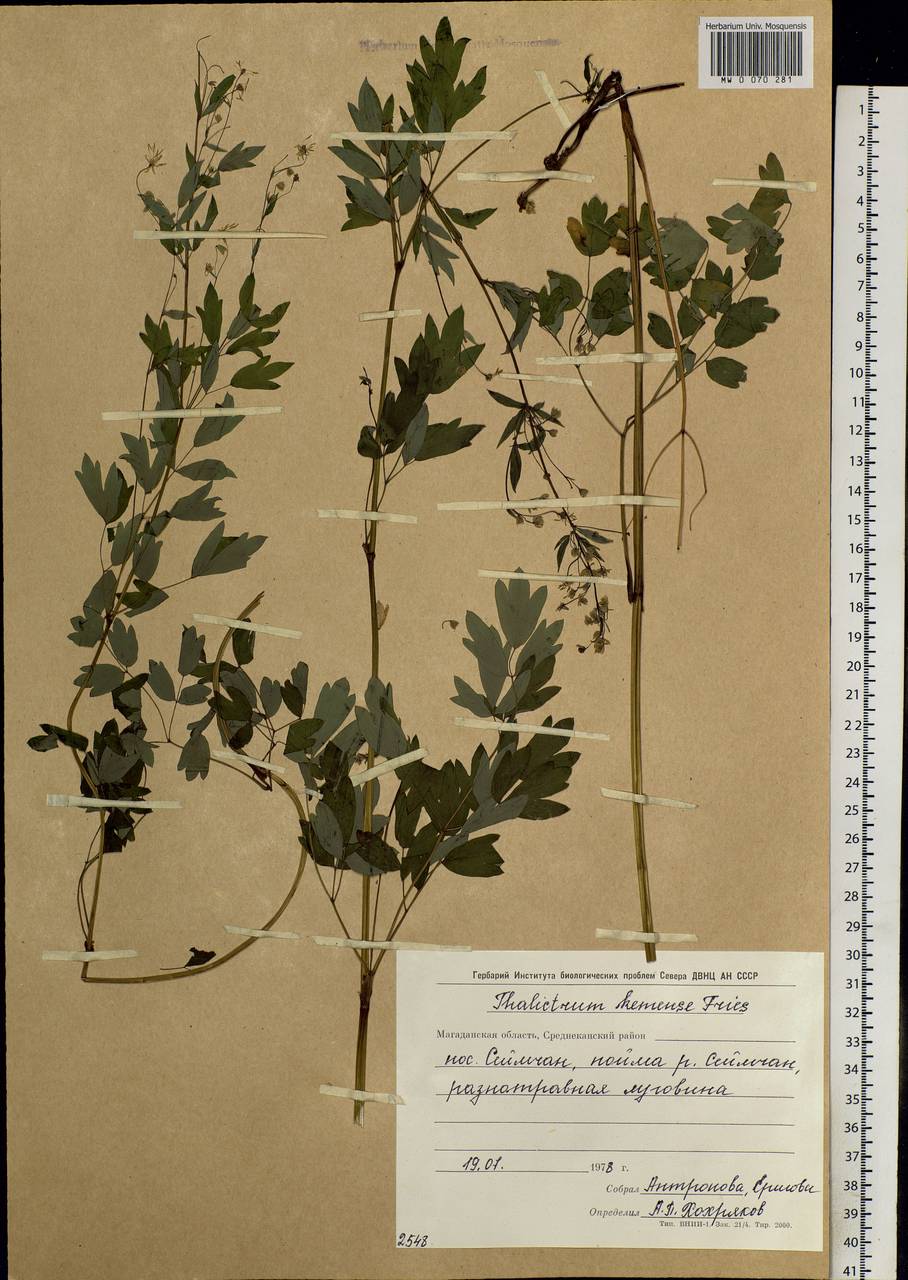 Thalictrum minus subsp. elatum (Jacq.) Stoj. & Stef., Siberia, Chukotka & Kamchatka (S7) (Russia)