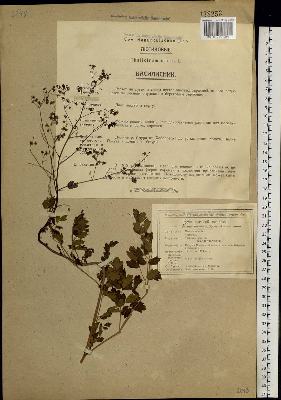 Thalictrum minus L., Siberia, Russian Far East (S6) (Russia)