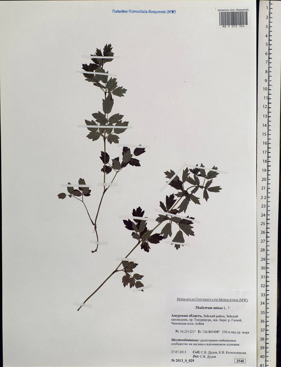 Thalictrum minus L., Siberia, Russian Far East (S6) (Russia)