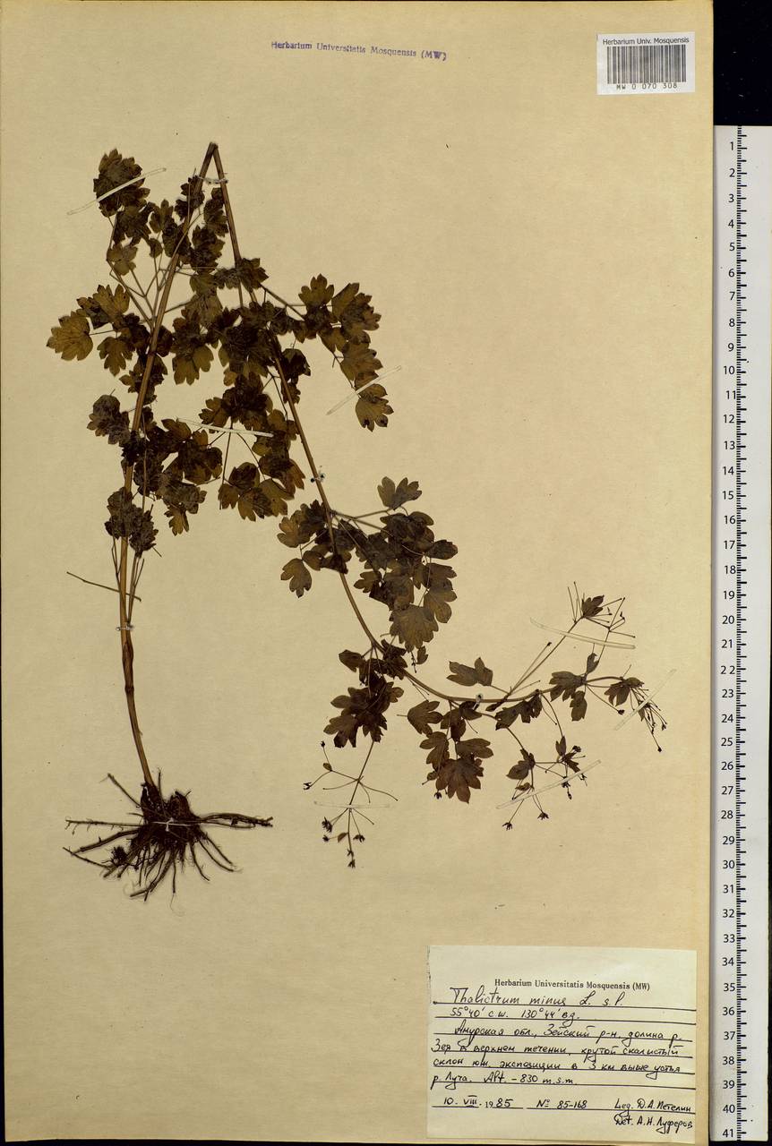 Thalictrum minus L., Siberia, Russian Far East (S6) (Russia)