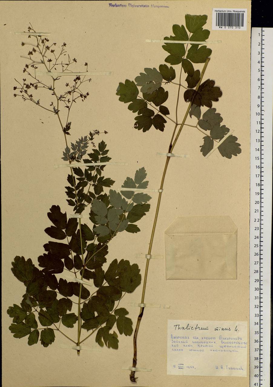Thalictrum minus L., Siberia, Russian Far East (S6) (Russia)
