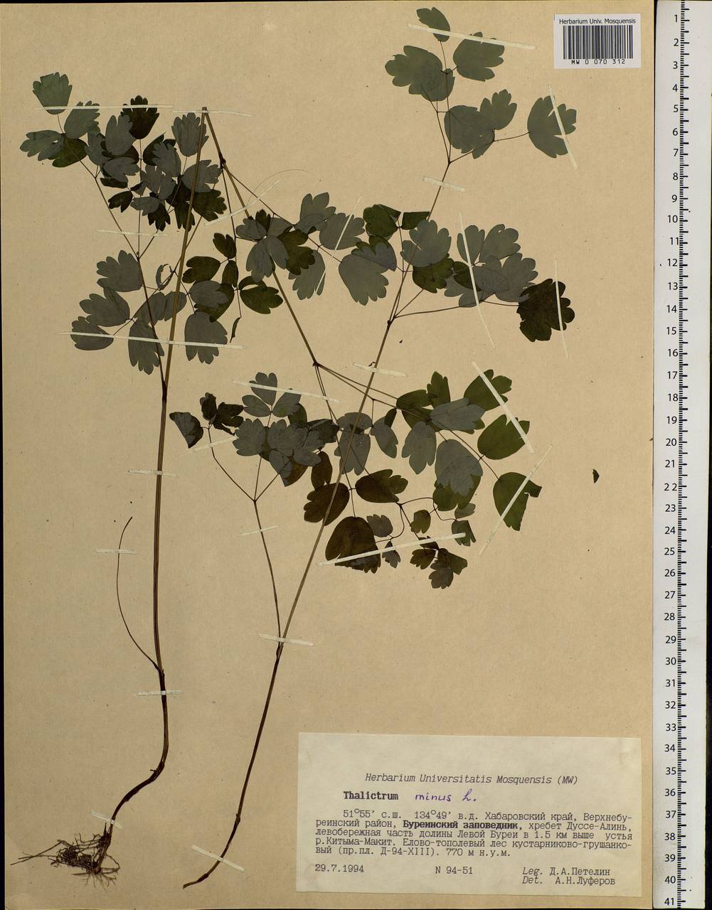 Thalictrum minus L., Siberia, Russian Far East (S6) (Russia)