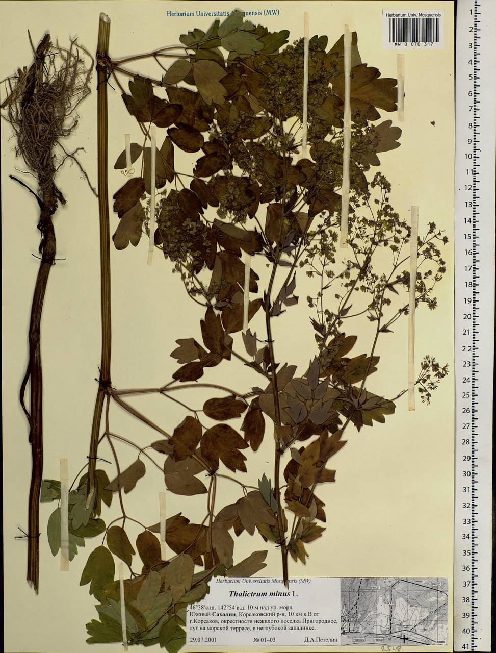 Thalictrum minus L., Siberia, Russian Far East (S6) (Russia)