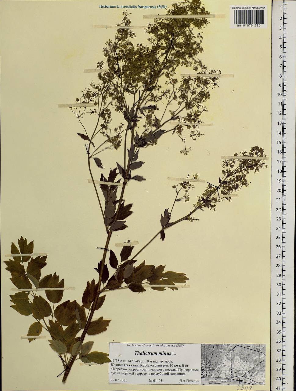 Thalictrum minus L., Siberia, Russian Far East (S6) (Russia)