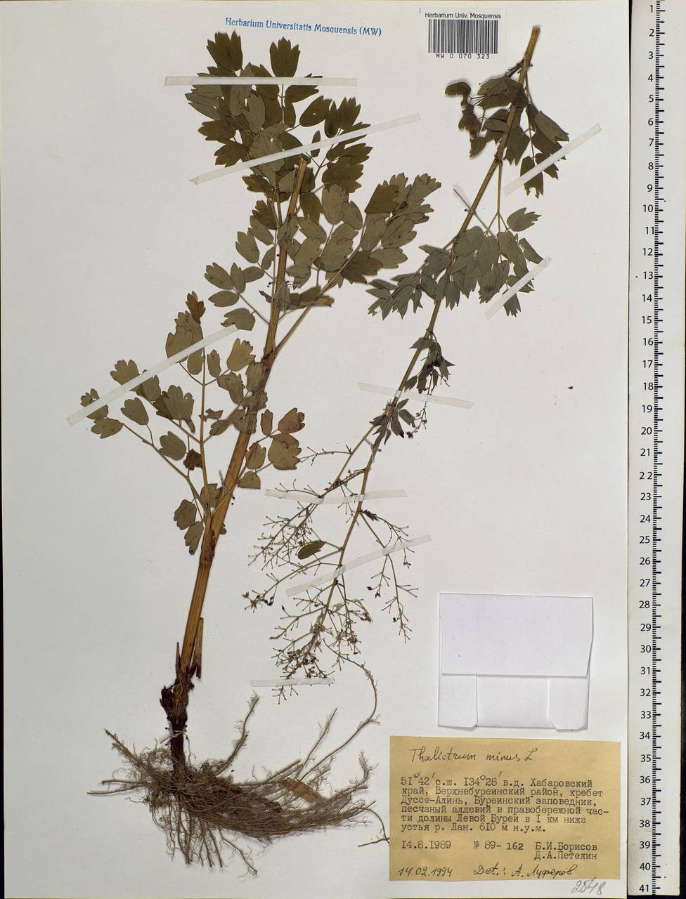 Thalictrum minus L., Siberia, Russian Far East (S6) (Russia)