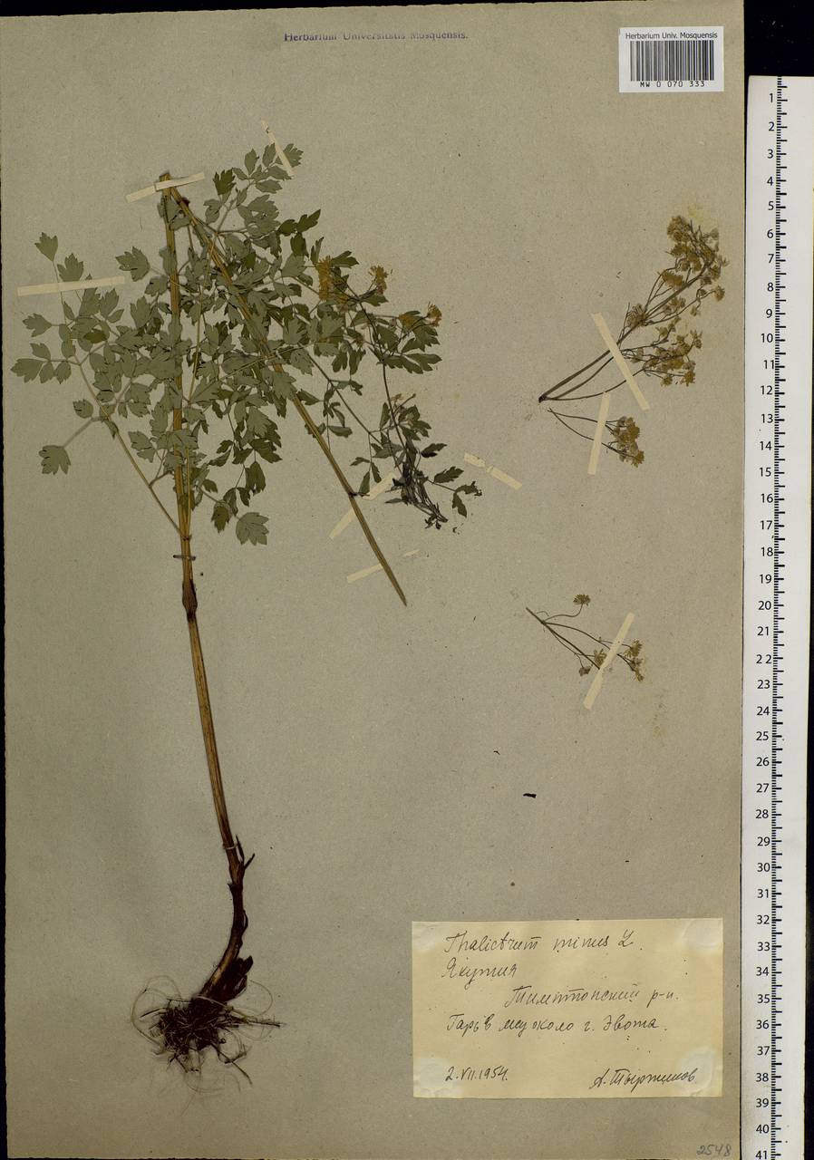 Thalictrum minus L., Siberia, Yakutia (S5) (Russia)