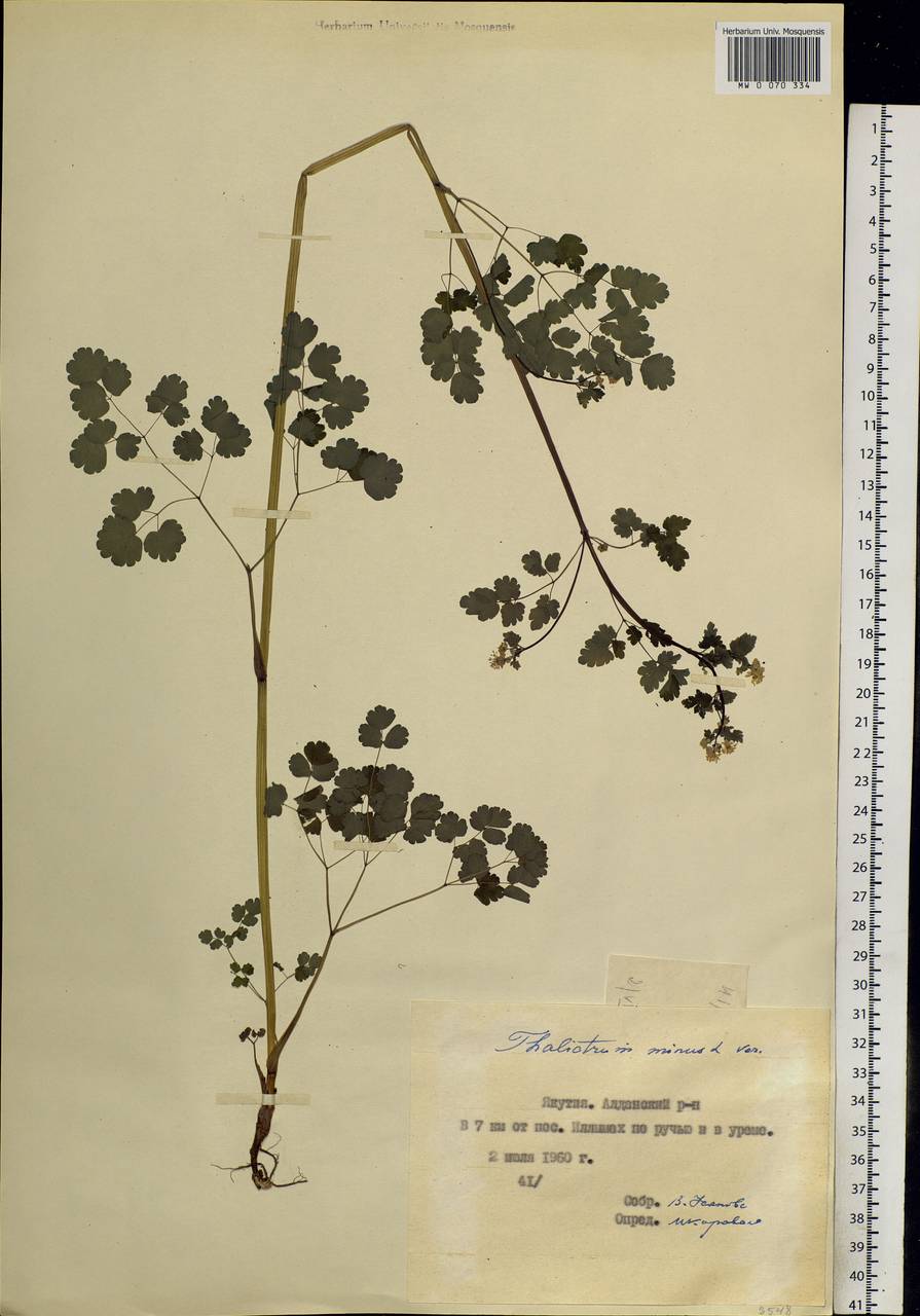 Thalictrum minus L., Siberia, Yakutia (S5) (Russia)