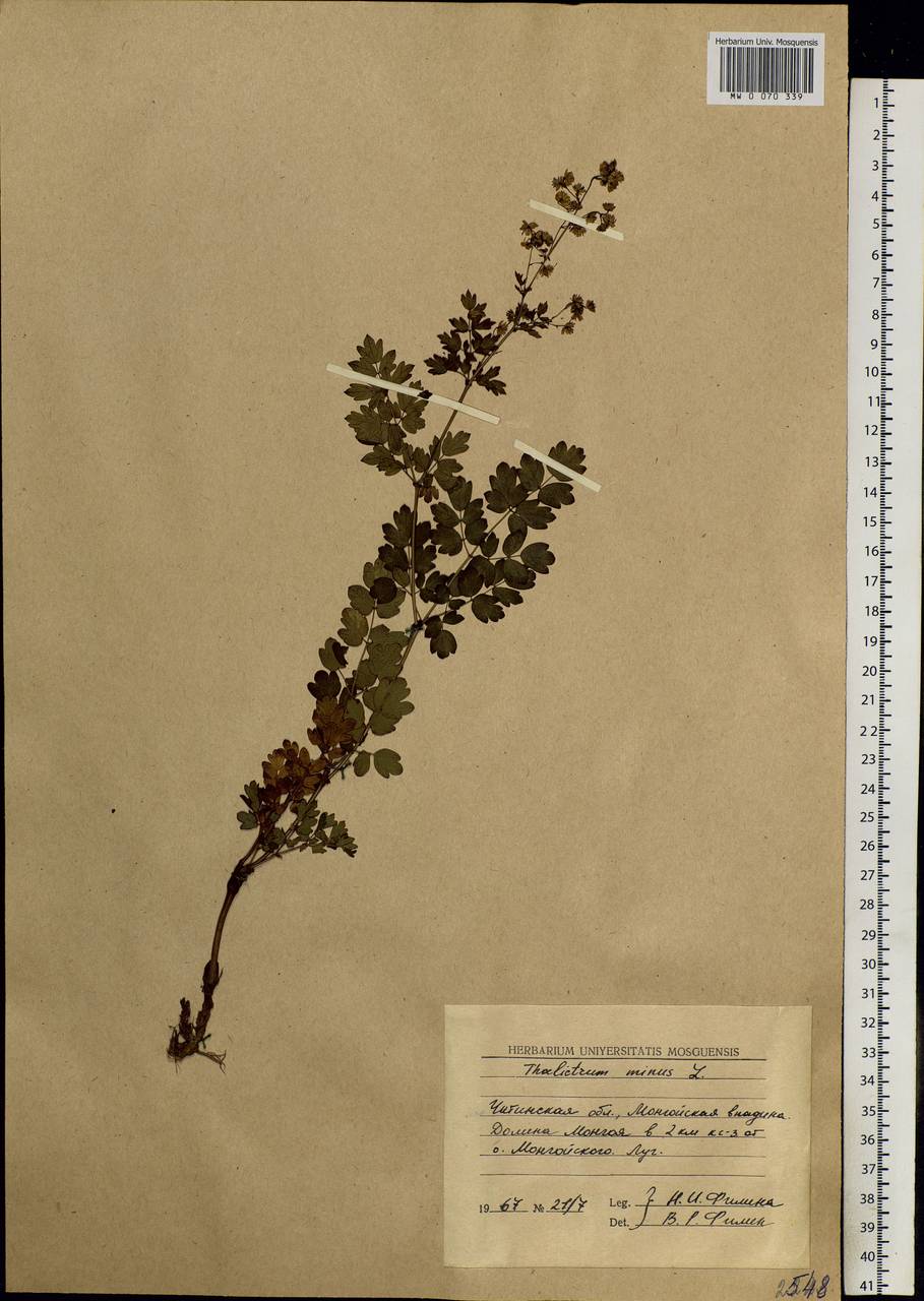 Thalictrum minus L., Siberia, Baikal & Transbaikal region (S4) (Russia)