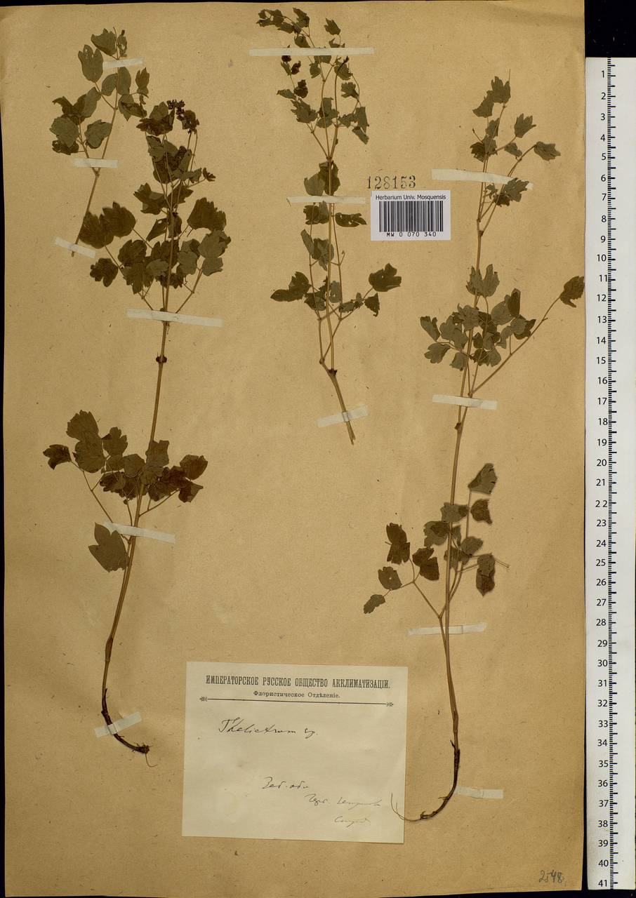 Thalictrum minus L., Siberia, Baikal & Transbaikal region (S4) (Russia)