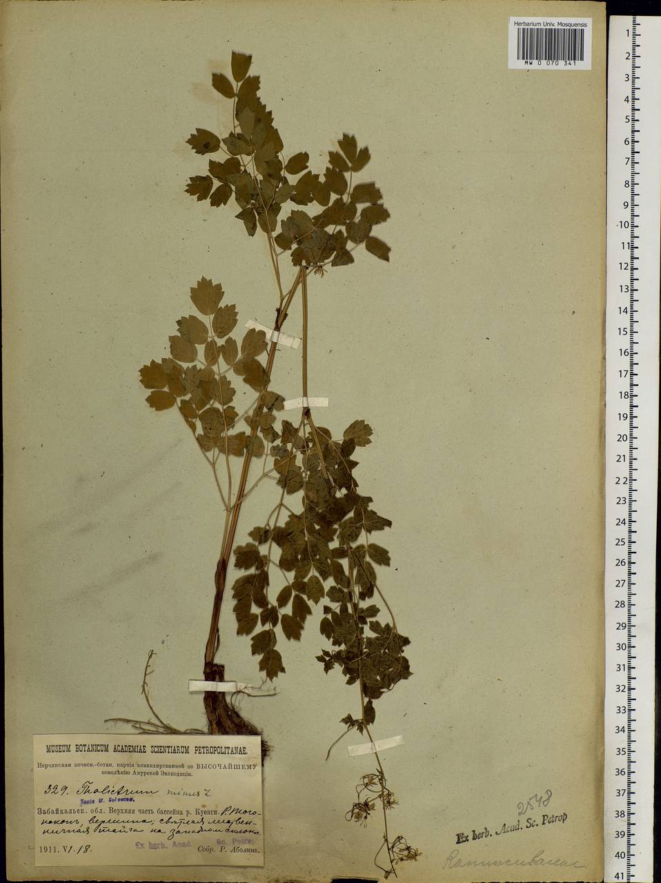 Thalictrum minus L., Siberia, Baikal & Transbaikal region (S4) (Russia)