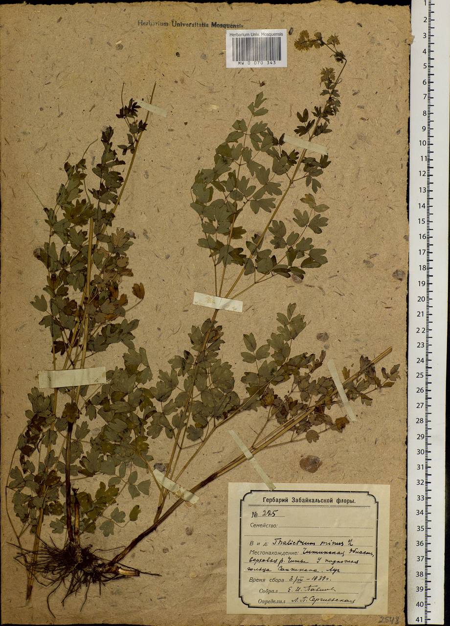 Thalictrum minus L., Siberia, Baikal & Transbaikal region (S4) (Russia)