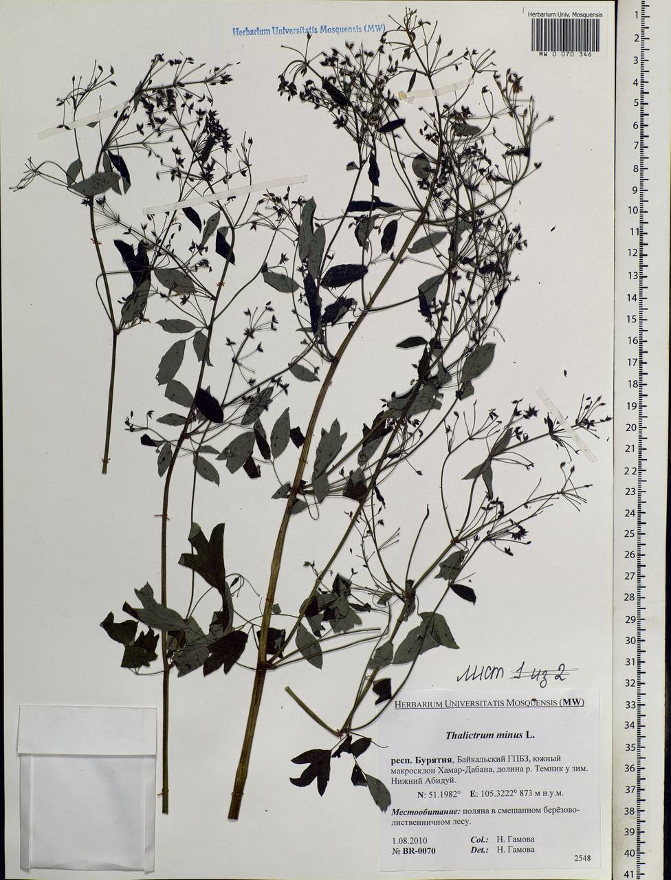 Thalictrum minus L., Siberia, Baikal & Transbaikal region (S4) (Russia)