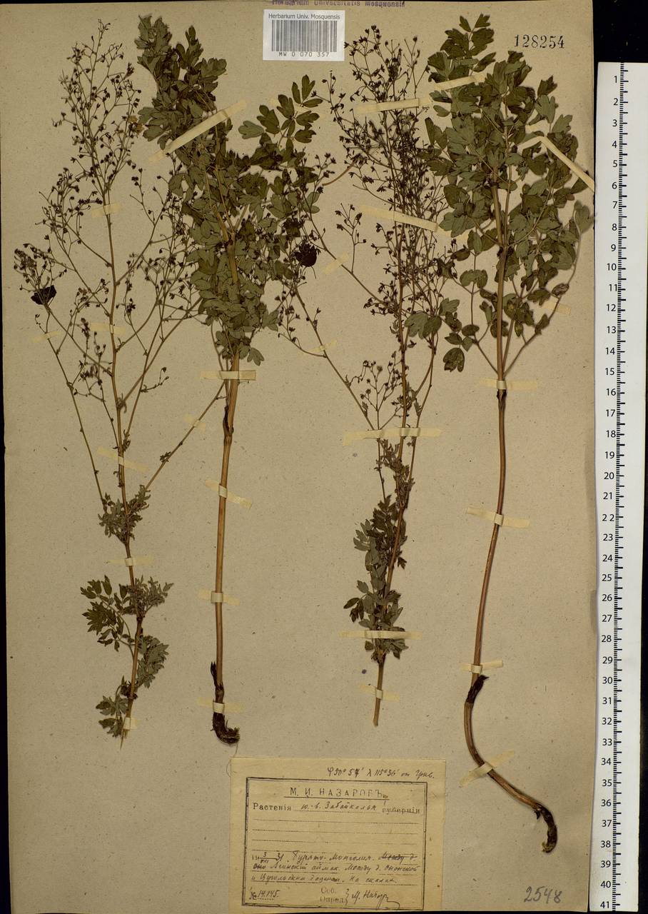 Thalictrum minus L., Siberia, Baikal & Transbaikal region (S4) (Russia)