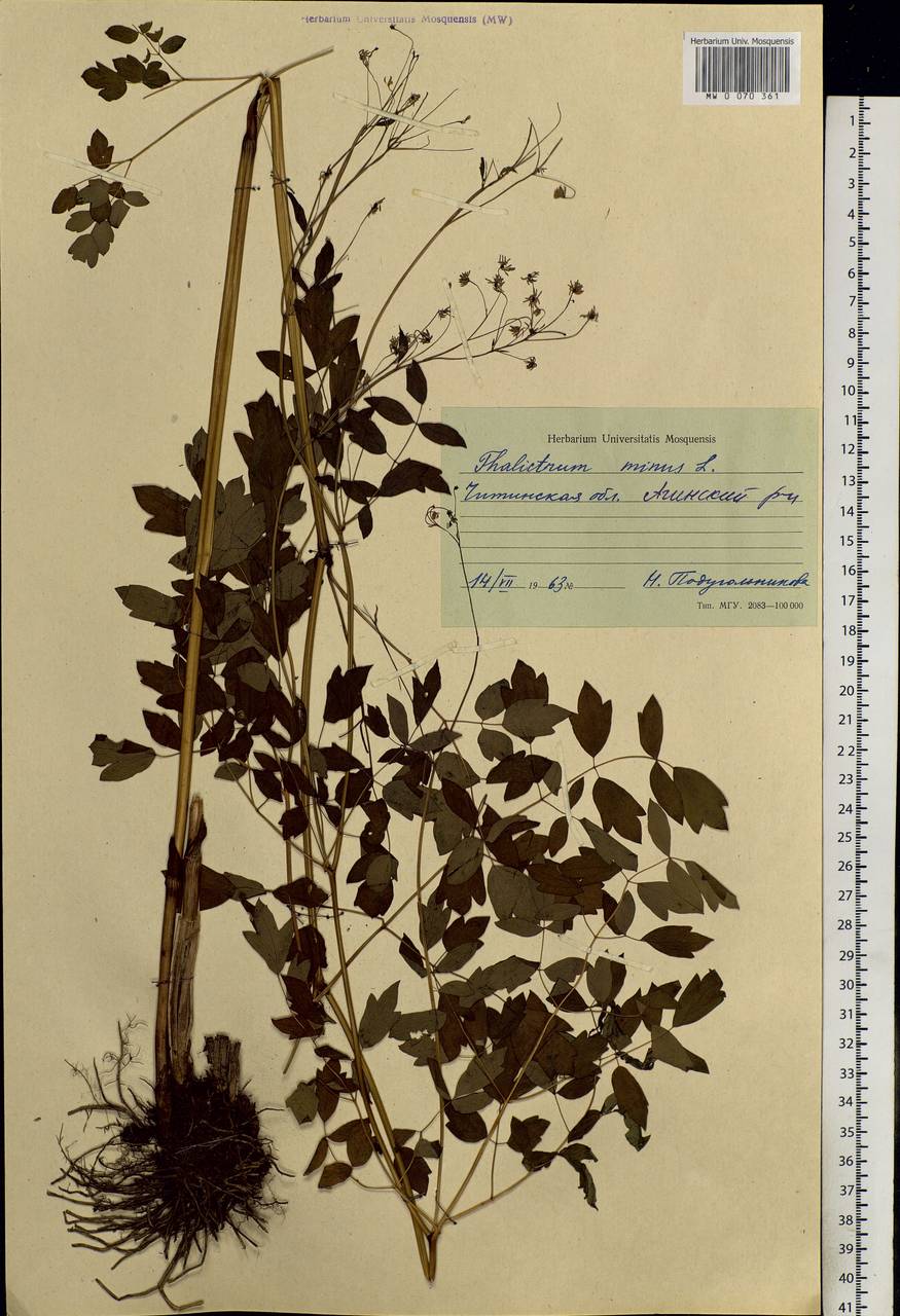 Thalictrum minus L., Siberia, Baikal & Transbaikal region (S4) (Russia)