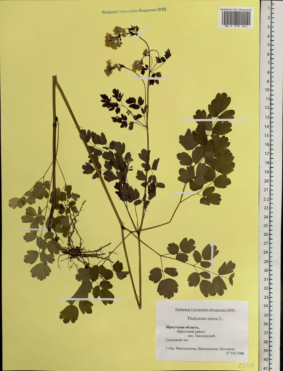 Thalictrum minus L., Siberia, Baikal & Transbaikal region (S4) (Russia)