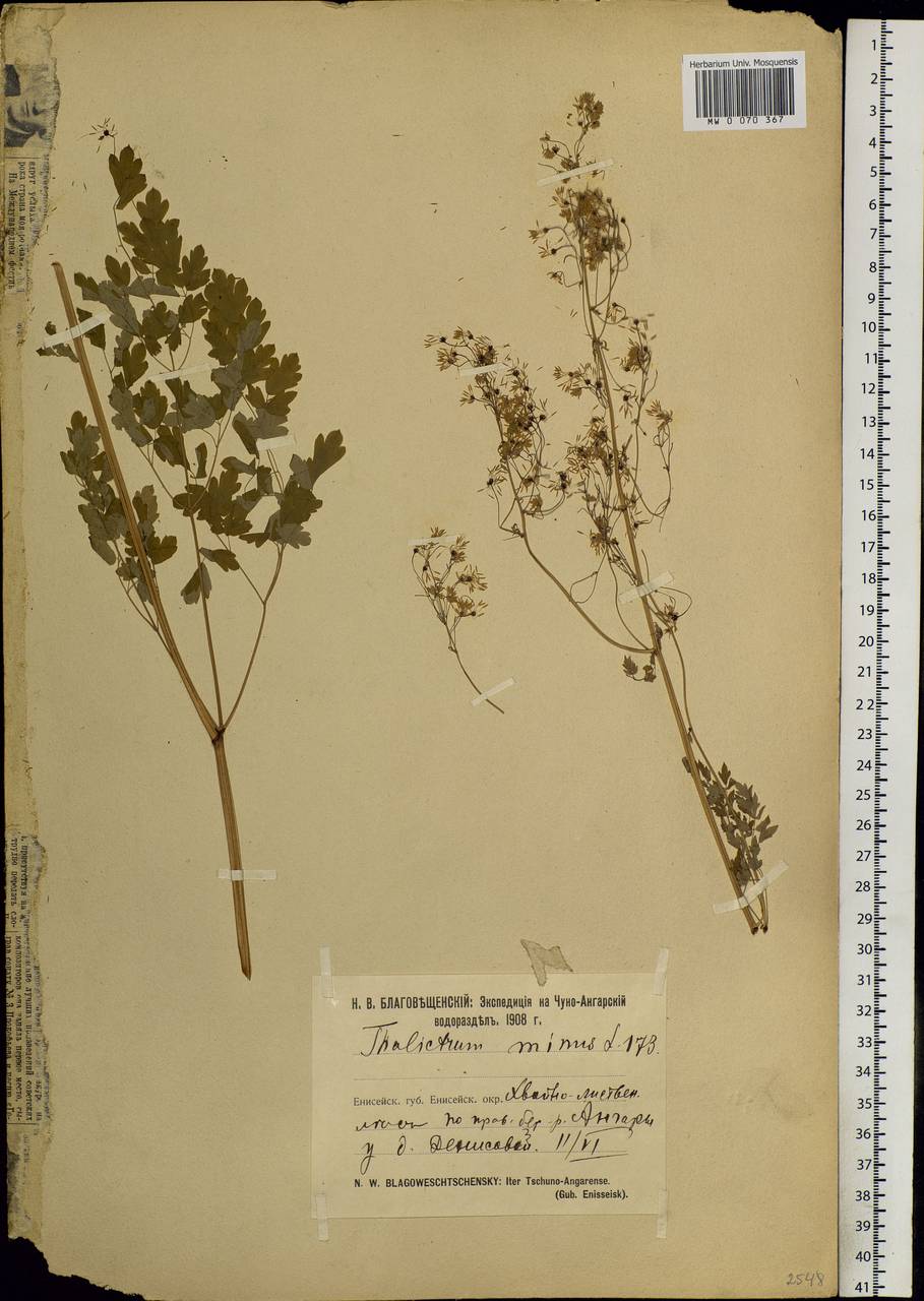 Thalictrum minus L., Siberia, Central Siberia (S3) (Russia)