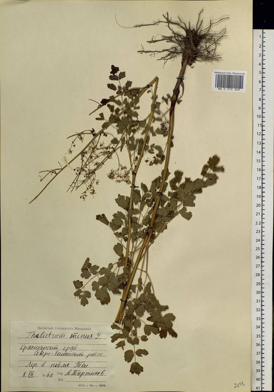 Thalictrum minus L., Siberia, Central Siberia (S3) (Russia)