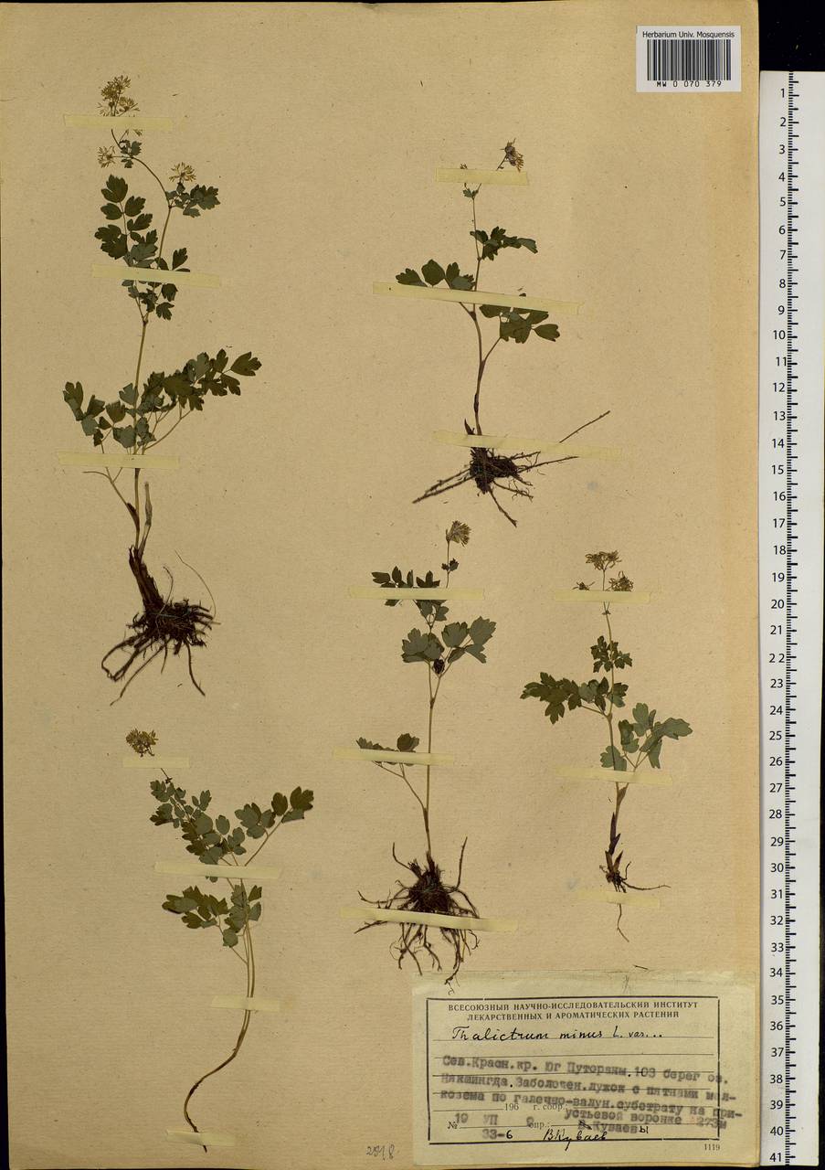 Thalictrum minus L., Siberia, Central Siberia (S3) (Russia)