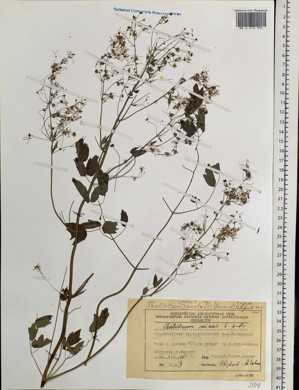 Thalictrum minus L., Siberia, Central Siberia (S3) (Russia)