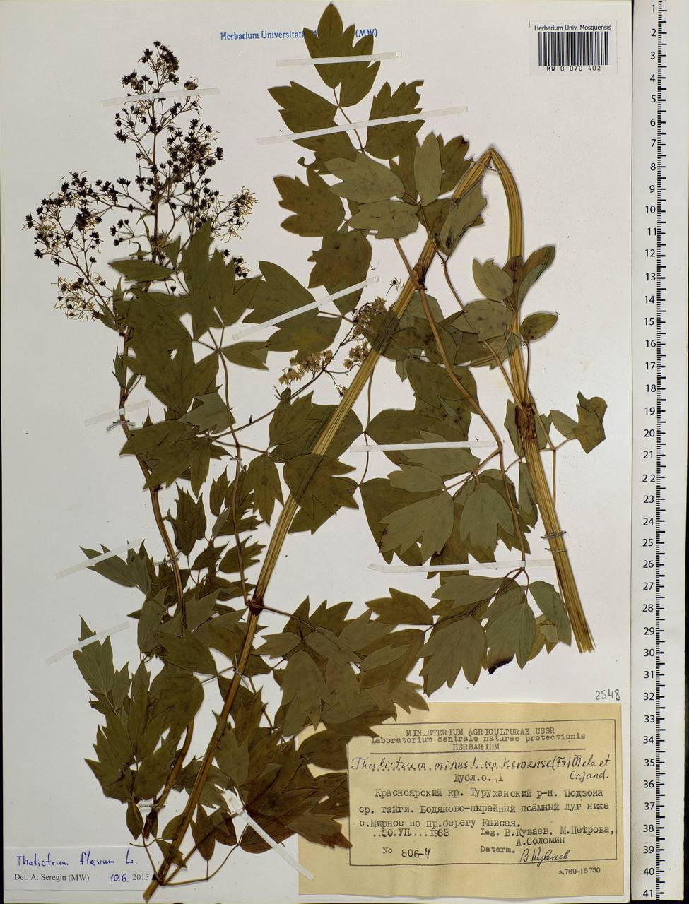 Thalictrum flavum L., Siberia, Central Siberia (S3) (Russia)